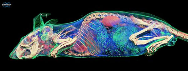 Micro-CT Mouse Scan with Contrast Agent