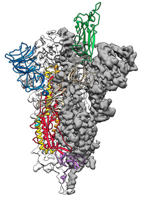Coronavirus Spike Protein Structure