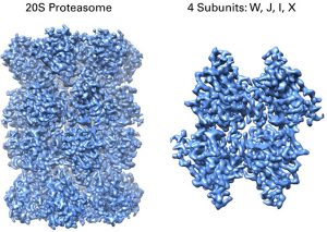 Cryo-EM Proteasome
