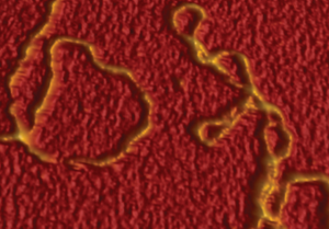 AFM image of DNA