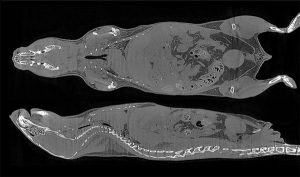 Full Body Mouse Micro-CT