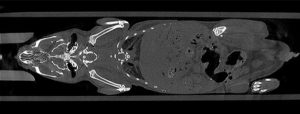 Full Body Mouse Micro-CT Scan