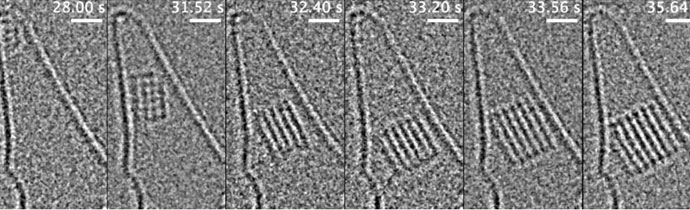 Observing dynamic processes with in-situ TEM