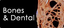 Micro-CT in Bone Research & Dental Applications