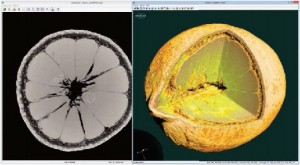 Micro-CT scan of a lemon