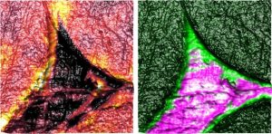 Nanothermal (SThM) and nanoelectrical images of carbon fibres in epoxy resin.